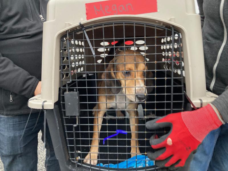 Brandywine Valley SPCA receives dogs for adoption event Cape Gazette