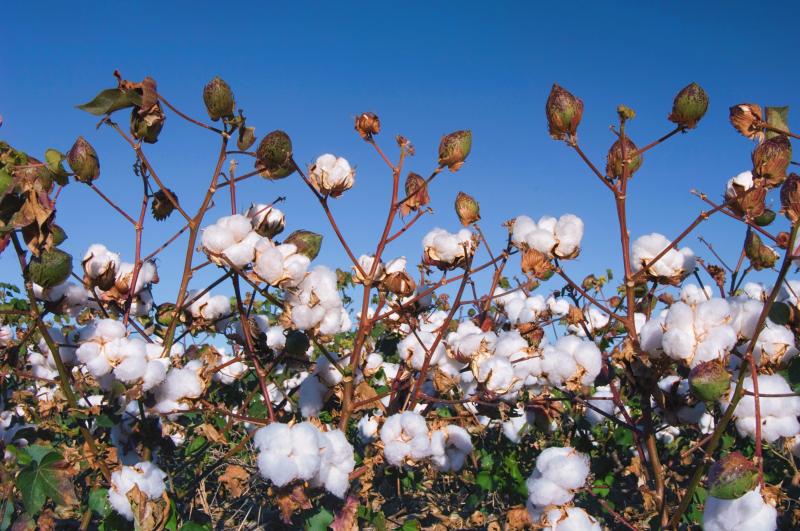 Green cotton is a heritage plant worth preserving