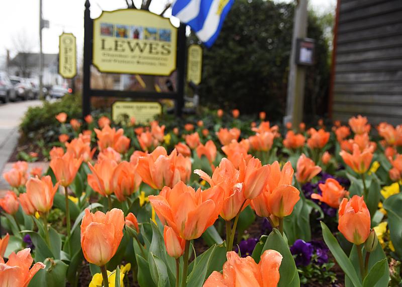 Lewes Tulip Celebration to spring April 116 Cape Gazette