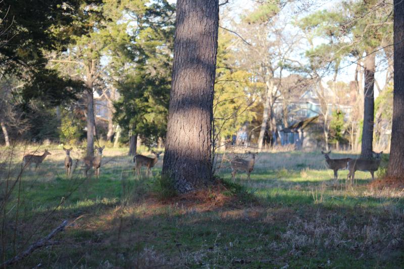 A herd of deer grazes in a sparse forest along West Fourth Street, aka Dr. Martin Luther King Jr. Way.