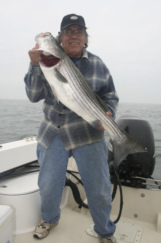Where have the striped bass gone?