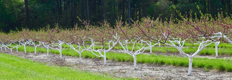 White latex paint on the trunks helps the peach trees deflect heat and also prevents the bark from splitting, which can lead to diseases getting into the trees.
