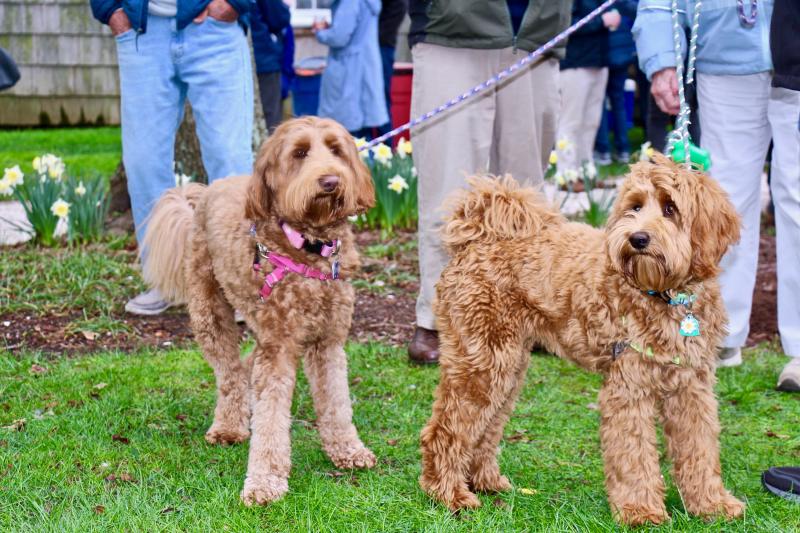 Sadie, left, and Gertie wore their best coats for the Ball’s Back Bock beer release and Cape Gazette cartoon T-shirt sale. That’s probably why they weren’t wearing their shirts.