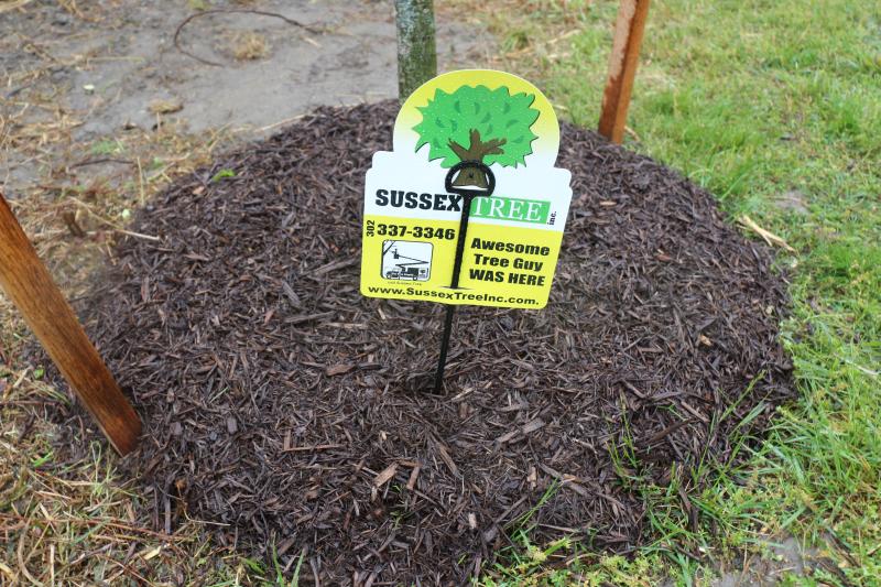 Sussex Tree owner Jeff Meredith discussed the importance of proper tree care and what trees were right for Lewes. Notice the new mulch does not resemble a volcano. While a popular style, volcano mulching is not an effective form of tree care or maintenance.