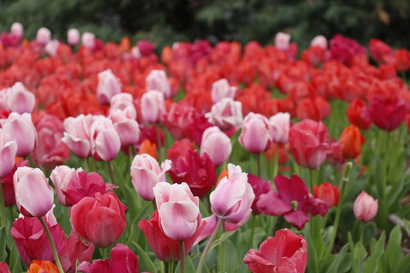 14th Annual Lewes Tulip Celebration beautifies the city | Cape Gazette