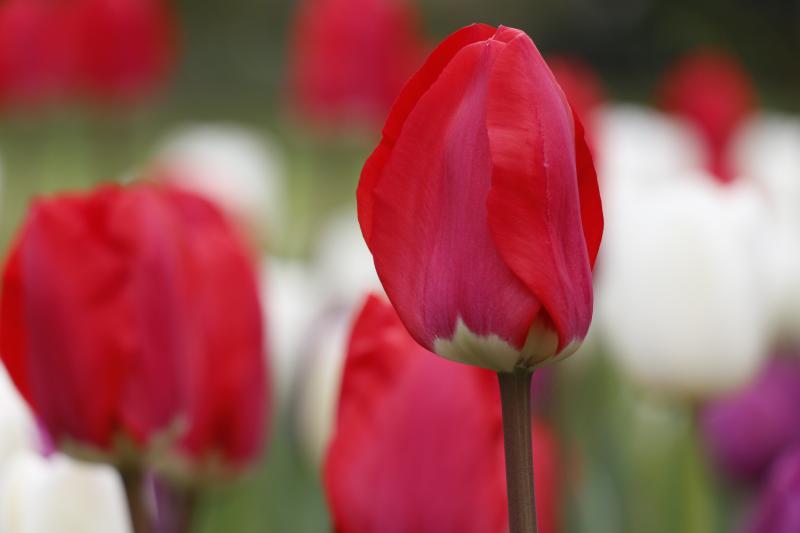 This tulip must be a beach bud, as the temperatures hadn’t quite gotten warm enough for it to bloom.