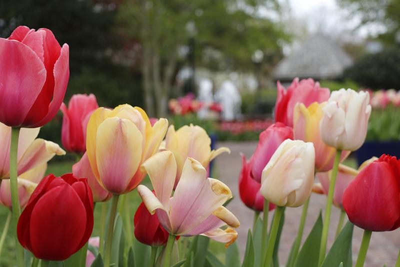 The variety of colors and various life cycles of the tulip were on display in this Zwaanendael Park flower plot.