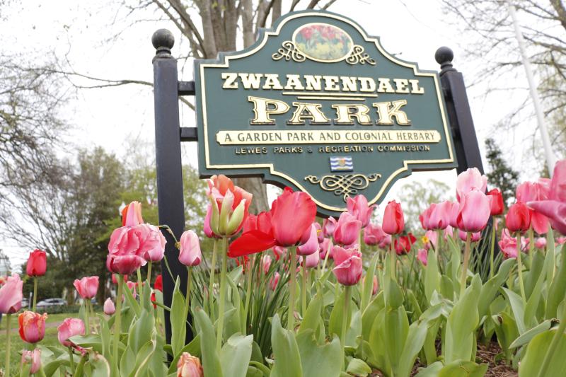 Residents and visitors wanting to catch a glimpse of the colorful flowers often begin their journey in Zwannendael Park after scooping up the Tiptoe To The Tulips Map available at the nearby Lewes Chamber of Commerce Visitors Center.
