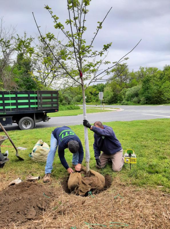 Sussex Tree’s Barry Shay opens the bag protecting the roots as Sussex Tree’s Ray Pabon steadies the red oak.