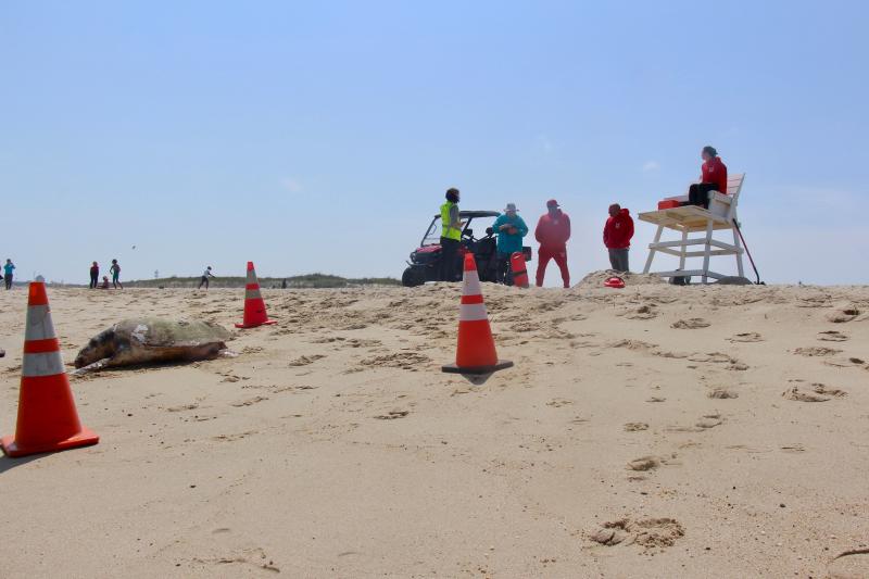 Lewes Beach Patrol alerted beachgoers and secured the area around the turtle until MERR Institute staff and volunteers arrived. Officials warn the public to keep their distance from stranded marine life, alive or dead, and allow professionals to handle the animals.