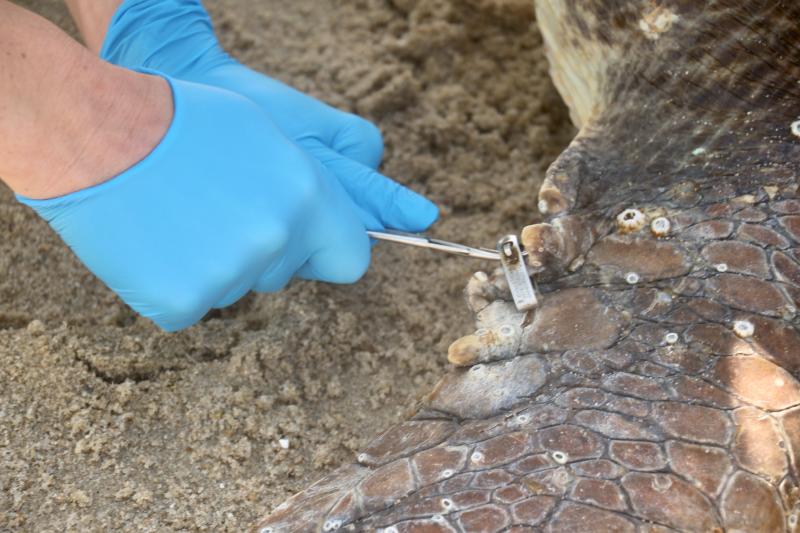 Jessica Meyer, a MERR stranding technician, and volunteer Julie McCall were excited to find the turtle had a tag because it may help link research teams to valuable information regarding the animal’s habits.