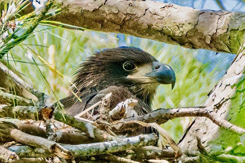 An eaglet peeks out of its nest on the property off Route 24 that a grassroots tree preservation group is trying to purchase. The nest has been active for at least three years. BRUCE STEAKLEY PHOTO
