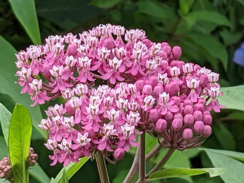 Mill Pond Garden to showcase summer flower peak June 25 | Cape Gazette