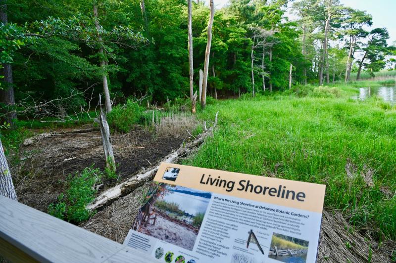To combat sea-level rise and saltwater intrusion from the brackish Pepper Creek, staff and volunteers have undertaken a project to construct a living shoreline.