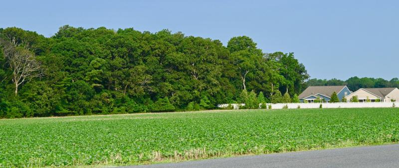 There are more than 11 acres of woods connecting to the 6.7-acre parcel that is for sale, starting at the border of the Belle Terre subdivision in the back of the photo.