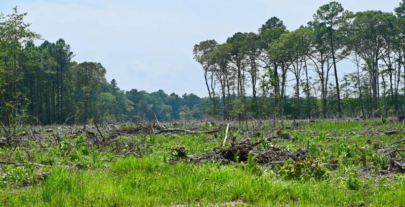 Under current county ordinances, clear-cutting of woods on properties is permitted to make way for development. Sussex officials will propose options for more tree preservation and incentives to achieve that goal.