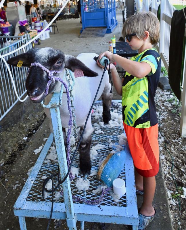 Axel Landry, 7, of Harrington finishes up shearing one of his family’s sheep, named Boogie, in preparation for an upcoming contest.