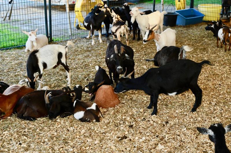 Goats of all sizes stay together in the state fair’s petting zoo. The crowd-favorite giraffe is retired and living in Florida.