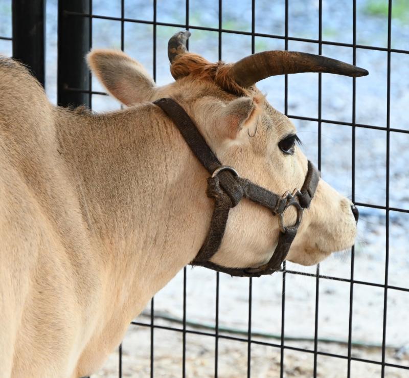 A Zebu, or humped cow, must not be hungry as it turns its back and takes a break in the petting zoo.