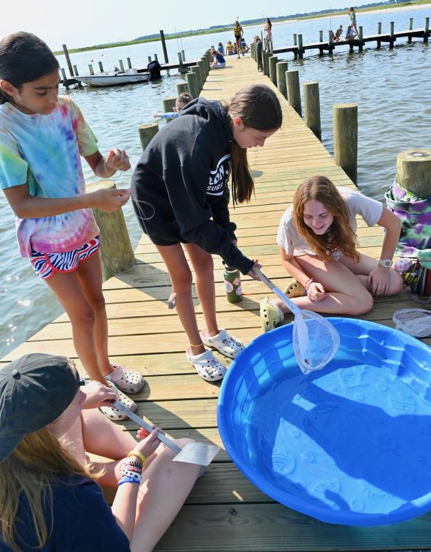 Liz Rolph, Anaya Antonelli, Sydney Osbourn and Hannah Gilheany are collecting crabs and other creatures in hand nets off the dock on Rehoboth Bay.