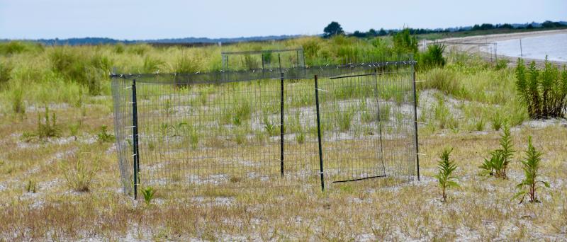 The protective cages for piping plover nests along the Delaware Bay shoreline at Fowler Beach are empty, as the young have fledged.
