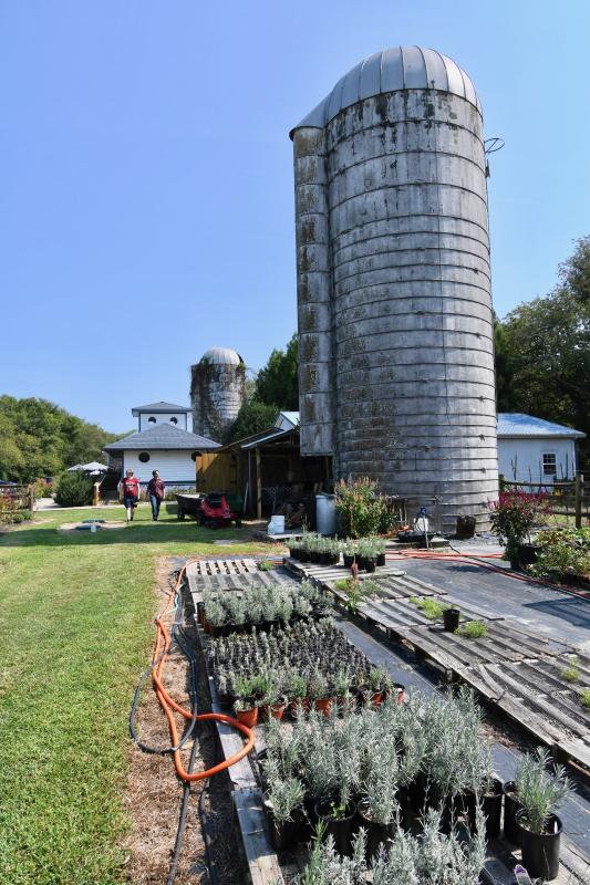 Lavender Fields on Cool Spring Road is part of a farm dating back 300 years. It has produced apples, pears and peaches and operated as a milk-producing farm over the years.