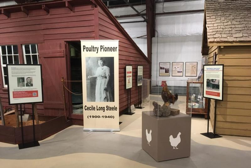 Cecile Steele’s original poultry house is restored and is part of an exhibit at the Delaware Agriculture Museum in Dover. MUSEUM PHOTO