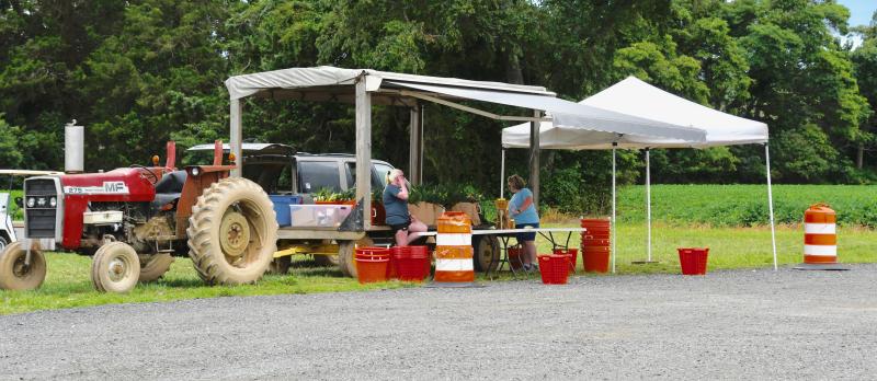 The famous Corn Man stand, which is usually run by women, is on the Freeman Farm along Robinsonville Road near Lewes.