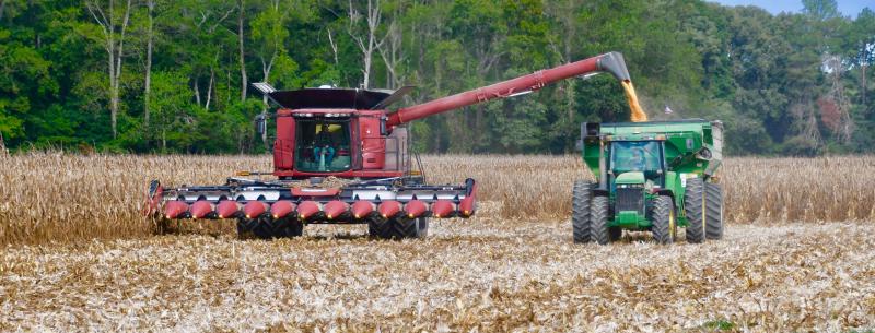 It won’t be long before corn harvest season gets underway on farms throughout Sussex County. RON MACARTHUR PHOTO