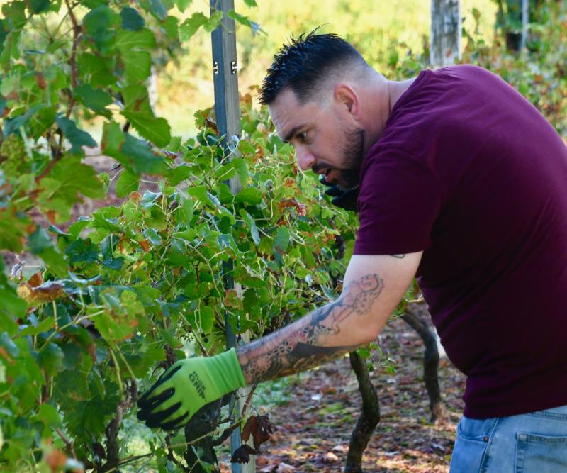 Wes Patton, Nassau’s retail and tasting room manager, looks for any remaining grapes after pickers have worked on the vines.