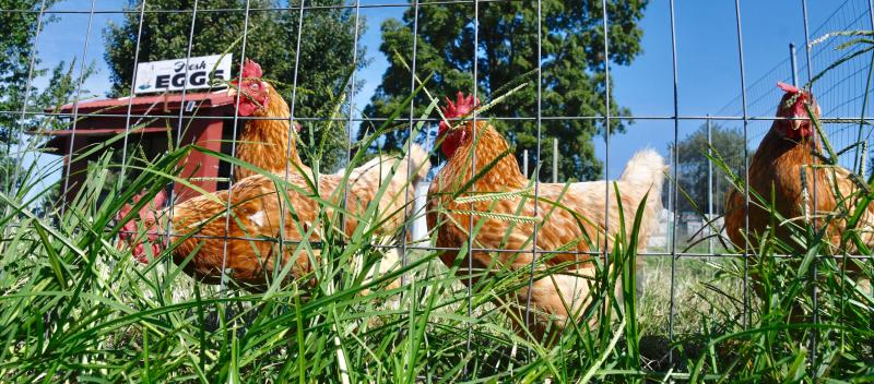 T.S. Smith Orchard Point Market has a small petting zoo, complete with curious chickens and a children’s play area.