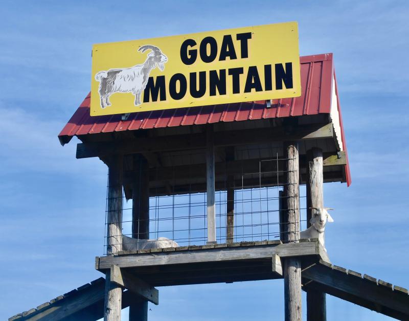 The famous Goat Mountain delights children of all ages in the mini zoo at Parson’s Farms Produce Market.