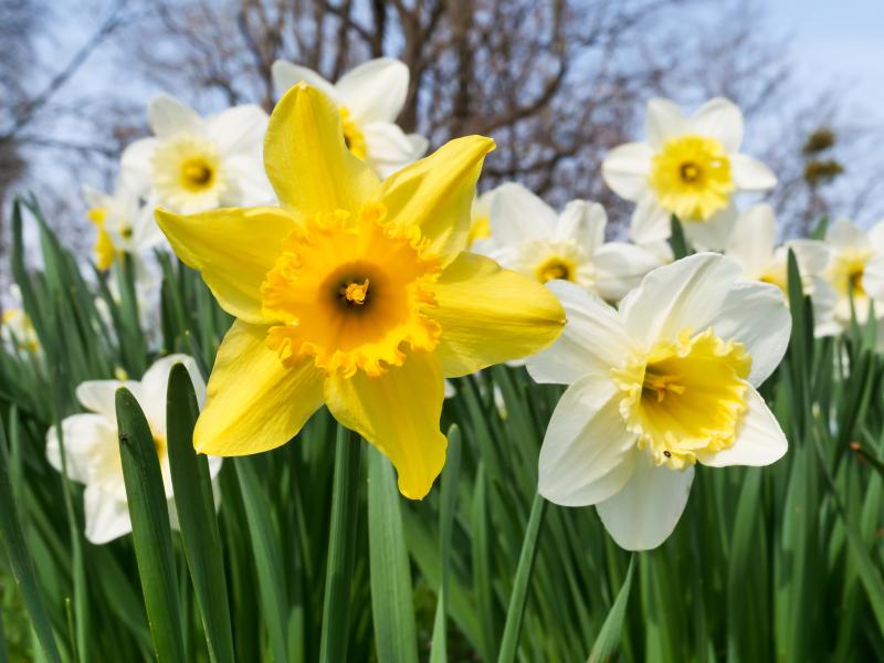 Delightful Daffodils Are Super Easy to Grow. Here's How