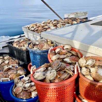 Scallops are loaded into baskets before the shells are removed and thrown back into the water. SUBMITTED PHOTO