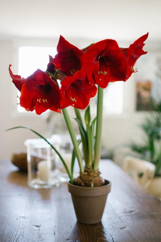 Deixe Amaryllis trazer um toque do Brasil para suas férias