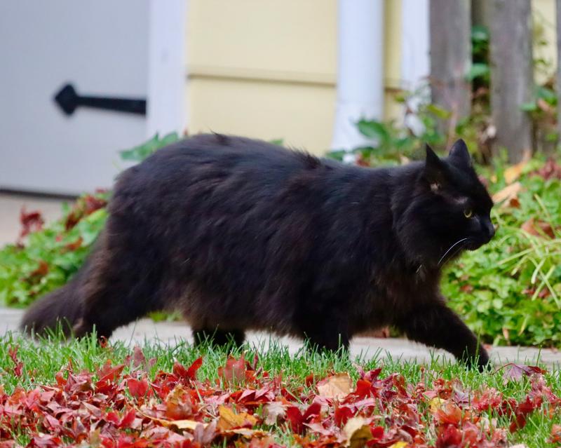 Trickortreat, minus the traffic in Lewes Cape Gazette