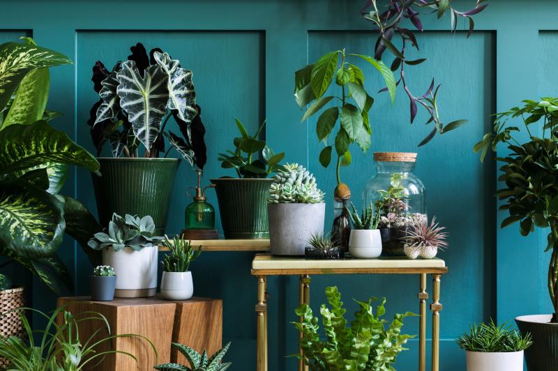 Best Way to Increase Humidity for Houseplants