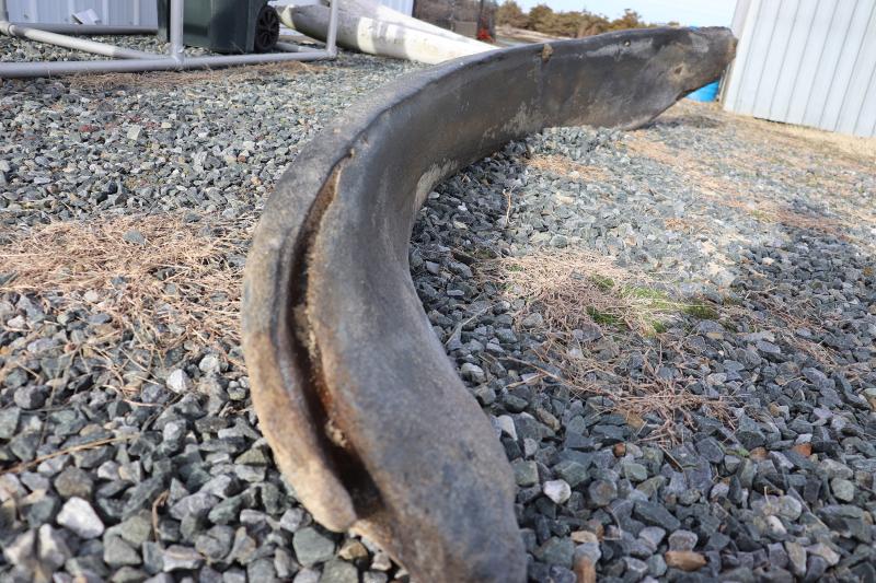 A whale of a find: Fossil bone discovered on Bethany Beach