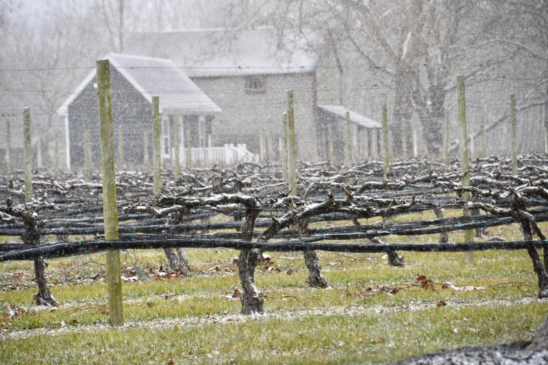 Snow begins to fall in the afternoon of Jan. 15, providing a thin coat on the Nassau Valley Vineyards grapevines. RON MACARTHUR PHOTO