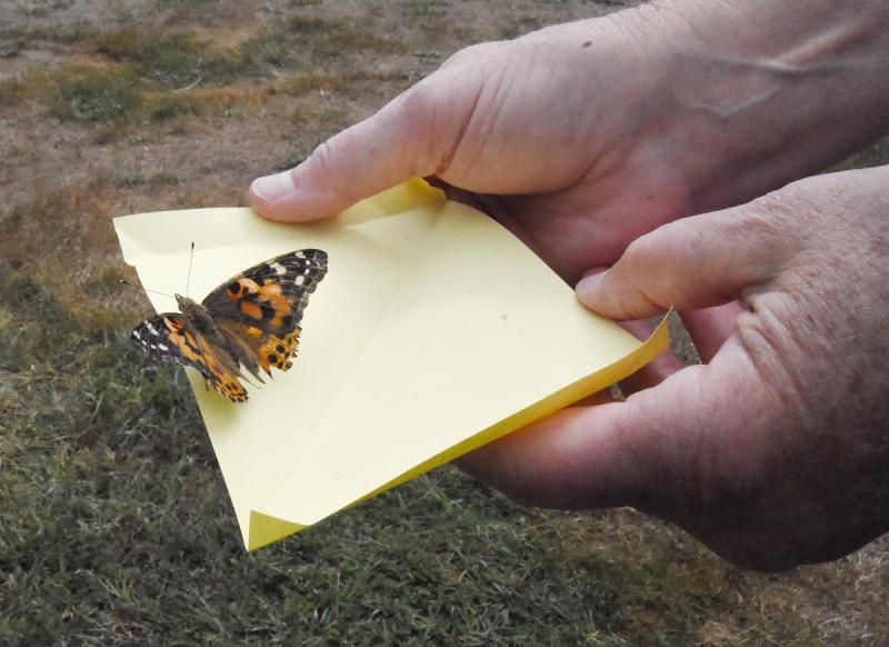 Butterflies are opening their wings and getting ready for flight.