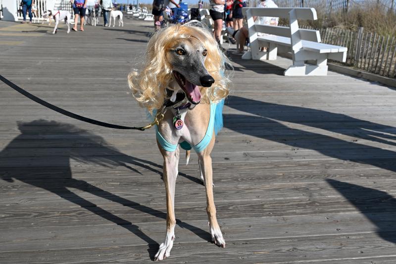 Griffin Udelson and Andrew Rosenstein are with Mitzi, who is dressed as former figure skater Tonya Harding, their other dog was dressed as her fierce rival Nancy Kerrigan.