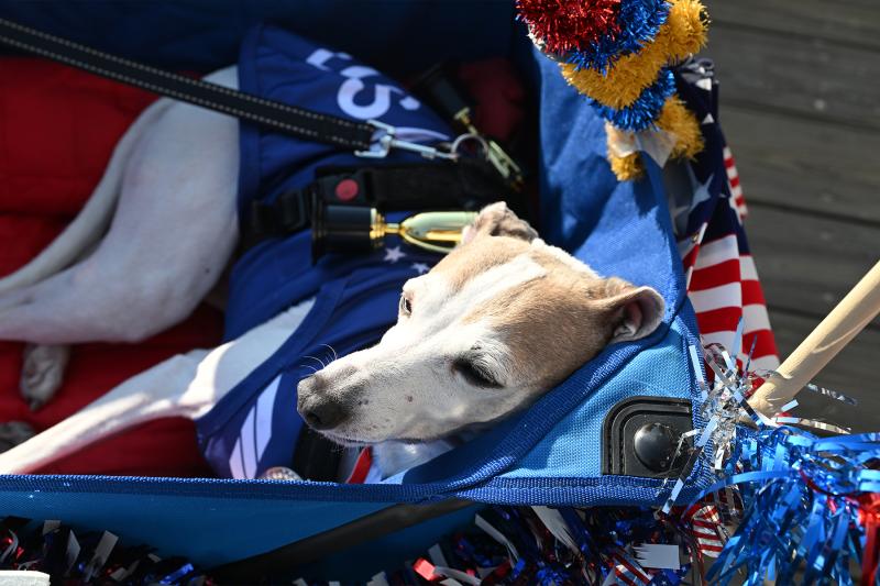 Being cute is very taxing, just ask Peppy! Luckily, he had Jay and Alicia Weinrich to pull him around.