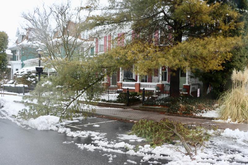 The load of heavy, wet snow might have been too much for these branches on Second Street in Lewes. BILL SHULL PHOTO