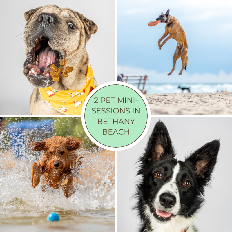 PET MINI-SESSIONS | Cape Gazette