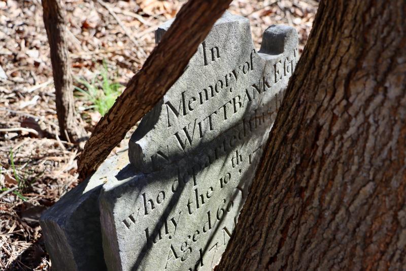 A Wiltbank headstone now cracked and partially hidden behind a tree. Karen Truitt, who owns the land, said she is excited the cemetery will be restored. She said she is willing to donate money to get the project started.