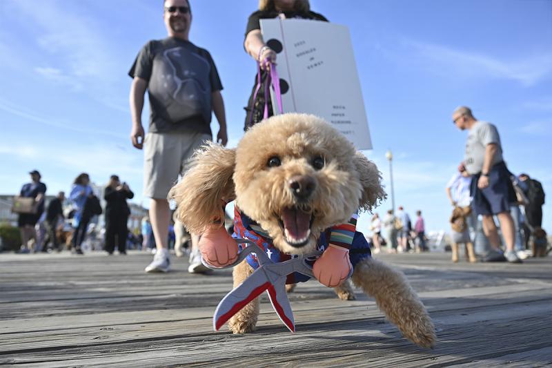 Although he looks ferocious in his doodle parade costume, this pup’s just eager to give a sniff and kisses.