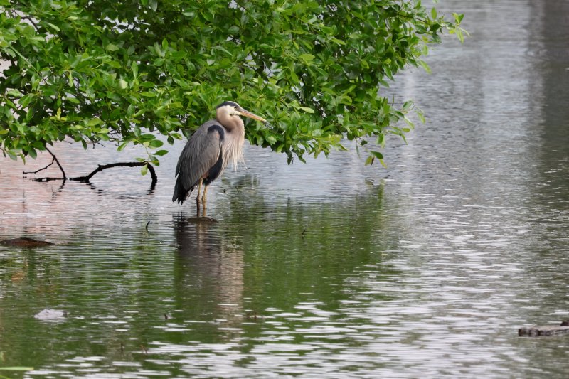 Todd Fritchman said testing shows Silver Lake has good water quality. It is a habitat for a wide variety of wildlife, like this Great Blue Heron, that was hanging out just steps away from the workshop.
