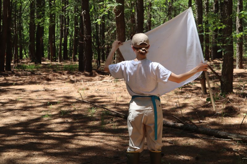 Researcher Claire Hancock checks her flag to see if she has captured any ticks for further research.