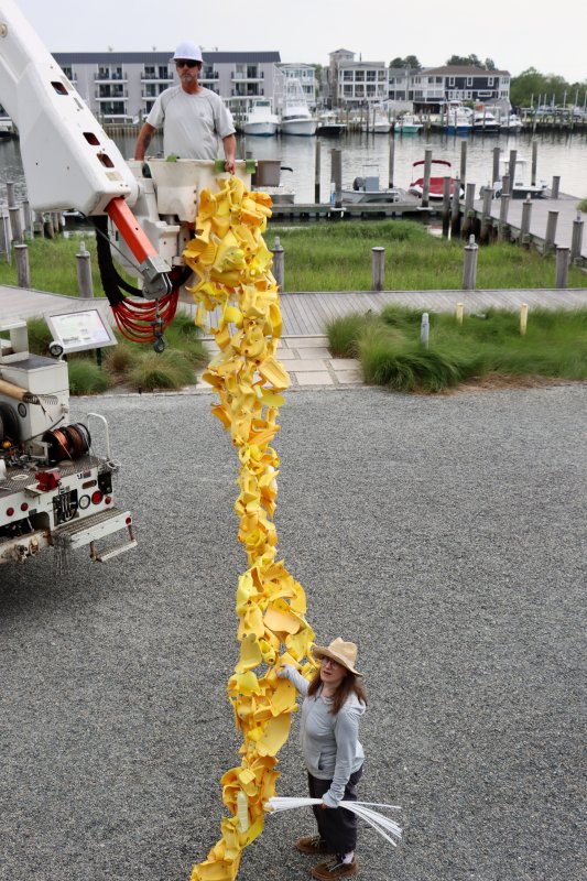 Mark Wheatley of the Lewes Board of Public Works holds one end of the yellow ribbon of recycled plastic bottles in the bucket truck while Niki Lederer looks up at trellis on the Net House.