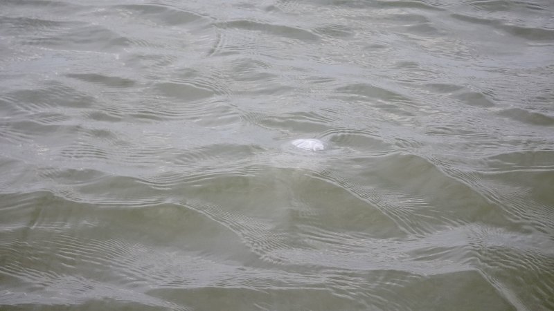 Jellyfish like this one are a bit like icebergs in that only the tip is visible above the water, but its tentacles stretch well below the surface.